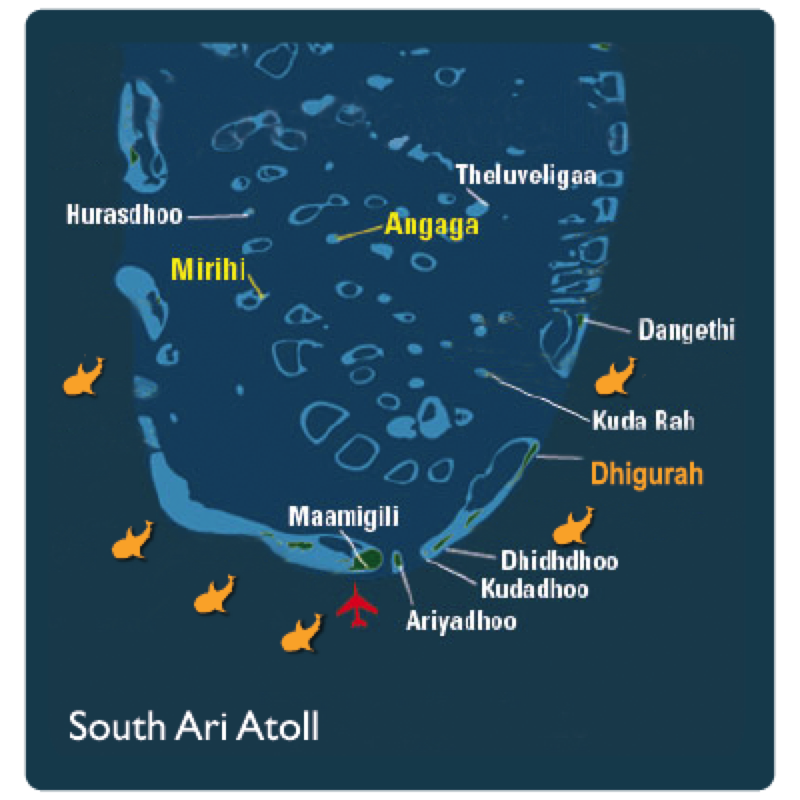 Boutique Beach Maldives Map showing Whaleshark Location Sighting Markers
