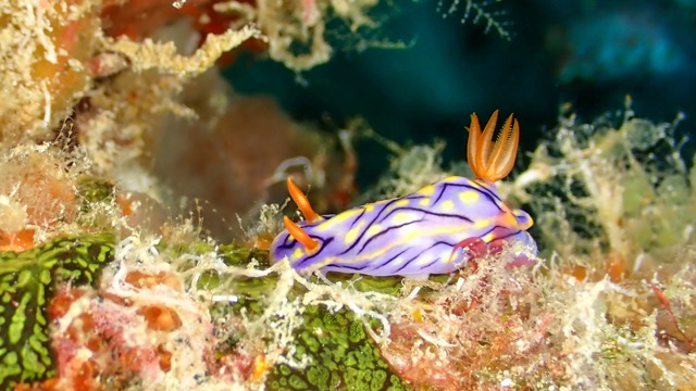 Nudi8.jpg