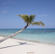 Dhigurah Beach Palm Tree.JPG