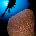 Diver & Coral_RGB_WEB.jpg