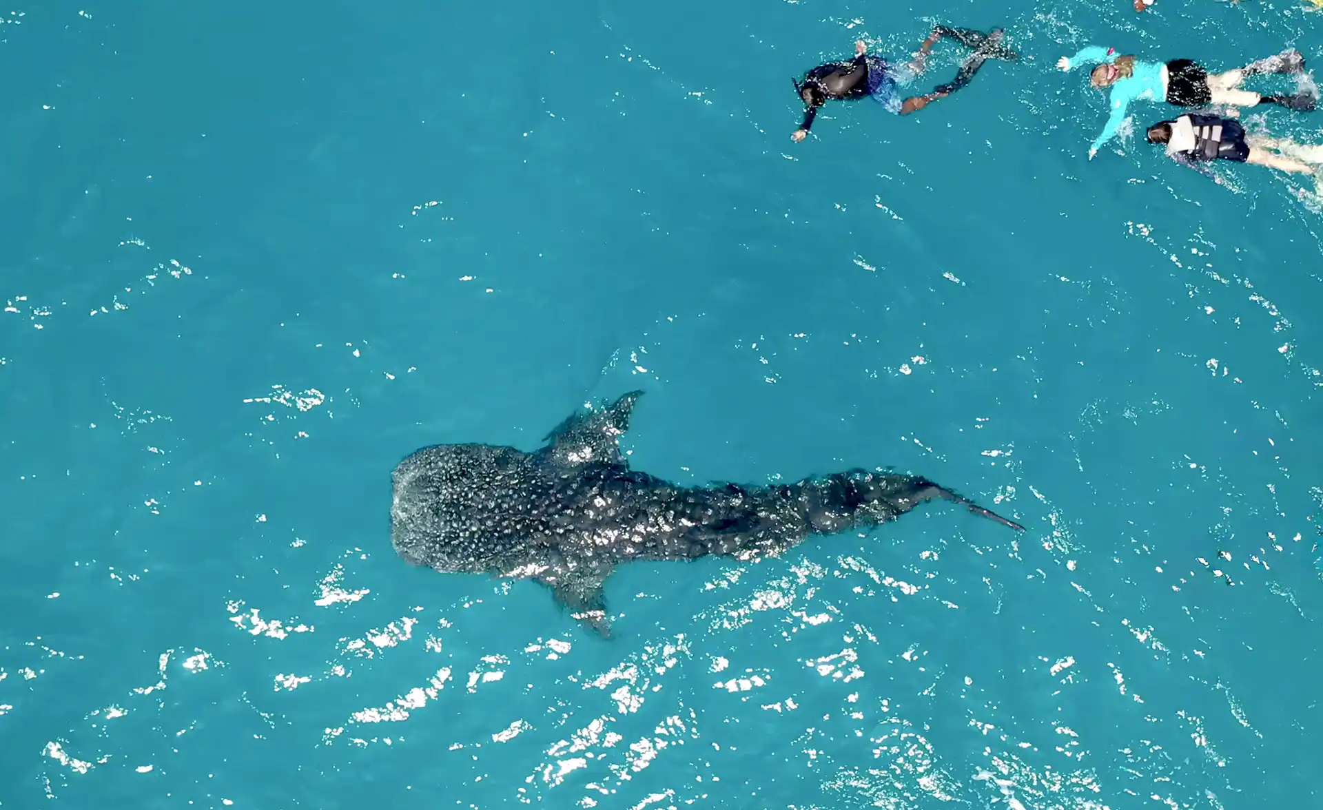 Aerial view of snorkellers swimming alongside a whale shark just beneath the surface in turquoise shallows at South Ari Atoll, Maldives